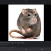 rat1238728.12