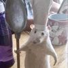 mr._.patapim