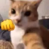 kammnne