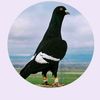 abdul.8125.qayyumgmail.c