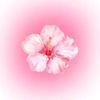 mrswilschutt24