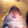 hamster9608