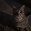 imliterlillyawesome2