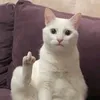 roen.pergjoni