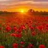 laura_arual2
