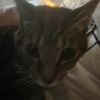 cat_lover530