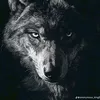 bl4ckw01f7