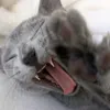 thecatfromgermany