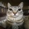 gato500.700