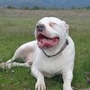 odinmipitbull