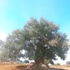 jubatoulousain2023