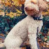 livella111