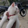 wongsepeleee1710