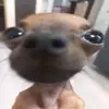 czklatee