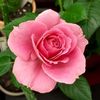 may557905
