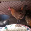 ayafatimaezzahra1