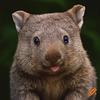 wild_wombat