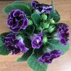 saule_568