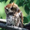 3owls_in_a_trench_coat