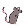 rat_28e