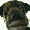 capybara_good1