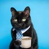 mrmeowstckers