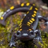 mrsandothesalamander