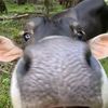 petanimuda.gmailcom