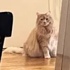 m1mikkkk