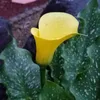 michikoy63