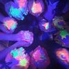 colorfestneon