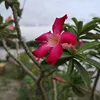 purni47304