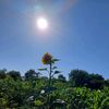 olichka_k2407