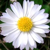 white_daisy_2d3d