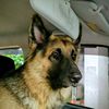 my.gsd.babies