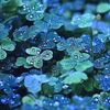 blueclover37