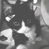 zhia_cans123