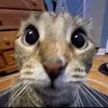 yogxzkece2