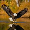 eagle_lawrence