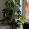 houseplantjungles