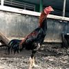 alokgoyang0