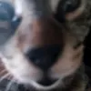 brocexythebee