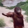 jacklongan62