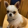 chihuahuaormexico