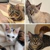 sweetfursquad