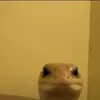 finnshewhd0