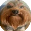 raiodcb