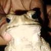 rohil.coo