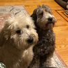 shaggydogs11