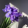 iris171262